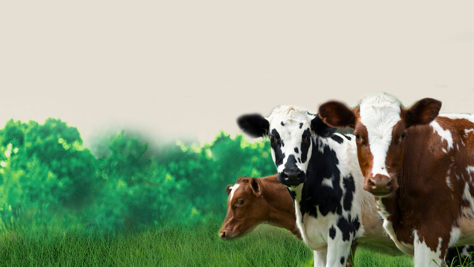 The Green's Dairy Creative Landscape