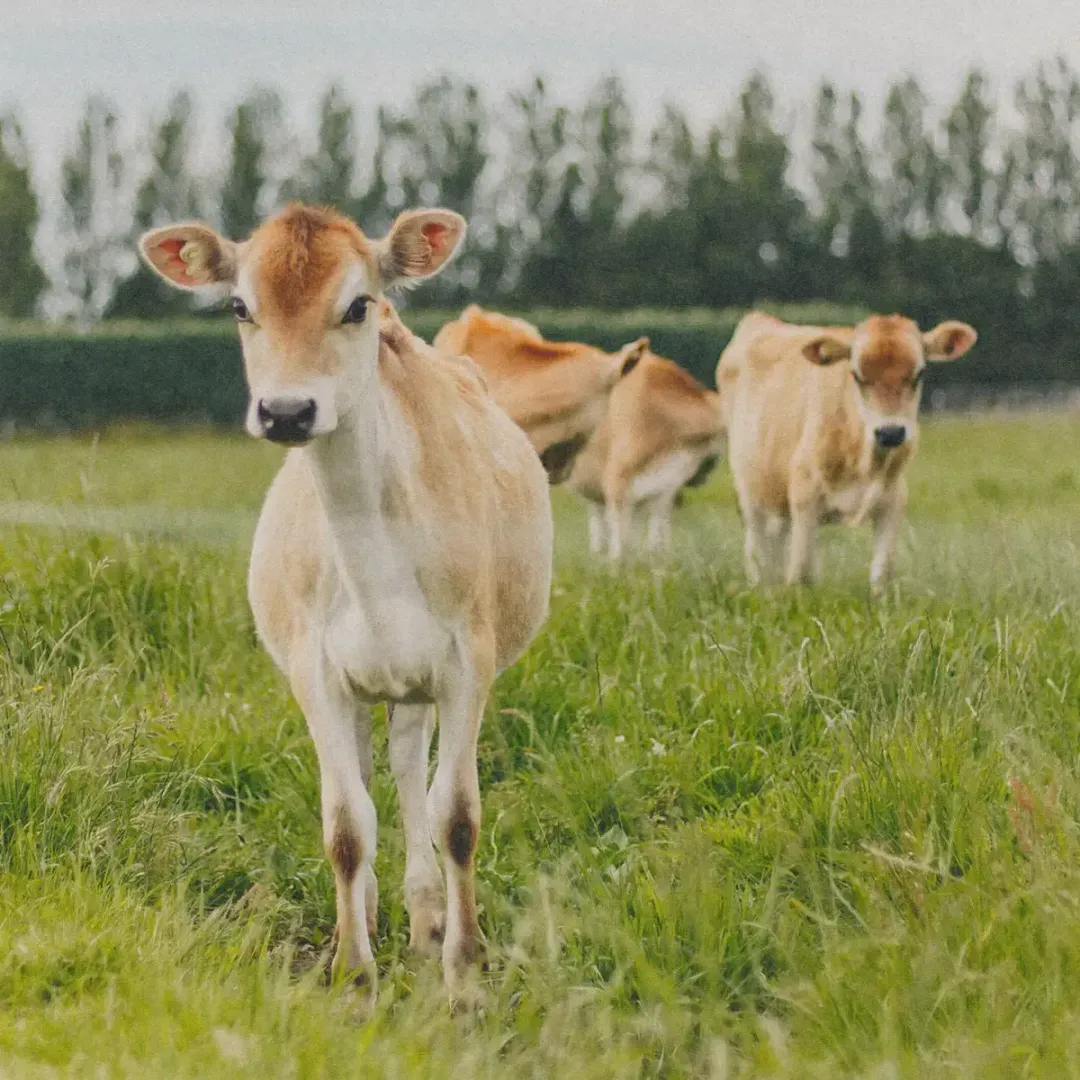 Pre-order Fresh Milk